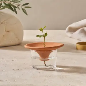 Kit de germinación con vaso de vidrio y plato de terracota.