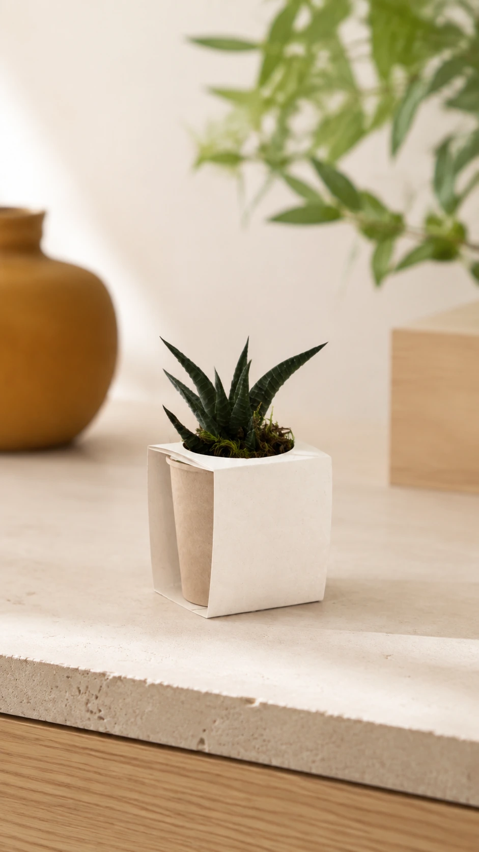 Planta suculenta con faja de papel en un entorno luminoso de interior.