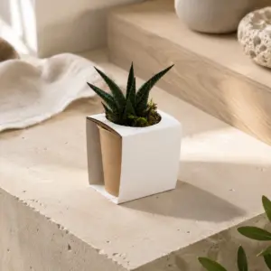 Planta suculenta en maceta de cartón con faja blanca personalizable.
