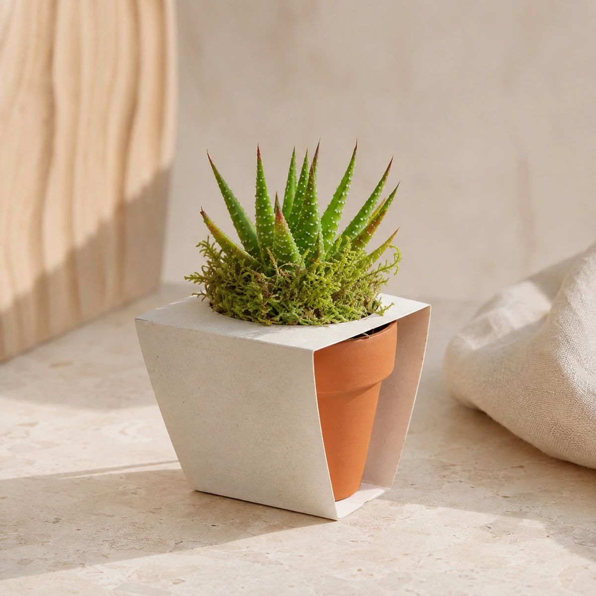 Planta suculenta en maceta de terracota con faja personalizable.