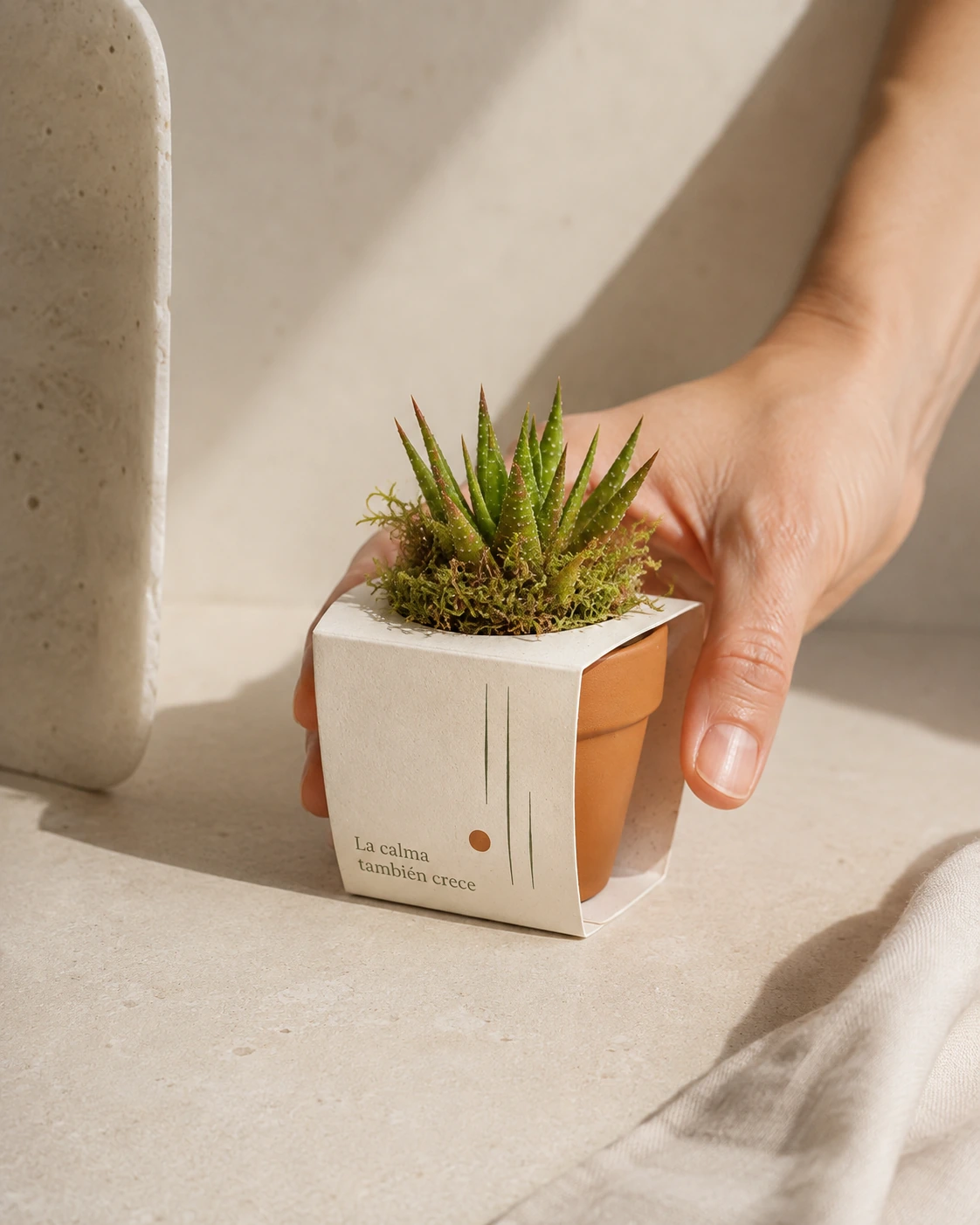 Planta en terracota con diseño de líneas y mensaje «La calma también crece».