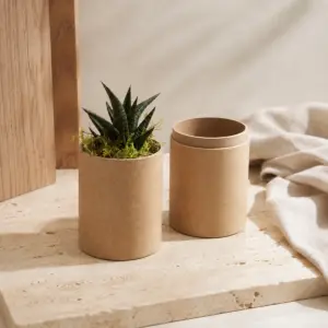 Planta suculenta en tubo de cartón abierto con su cubierta reutilizable.
