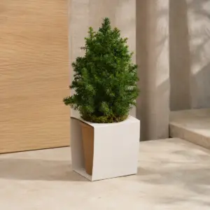 Árbol pequeño en maceta de papel con faja personalizable.