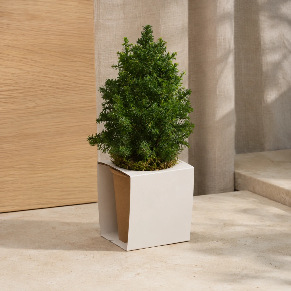 Árbol pequeño en maceta de papel con faja personalizable.