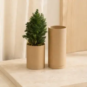 Árbol pequeño en tubo de cartón abierto junto a su cubierta.