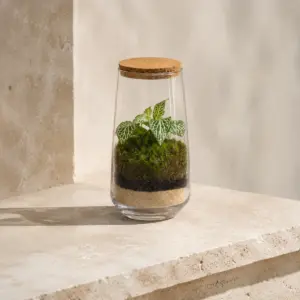 Terrario de cristal con plantas, musgo y tapón de corcho.