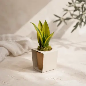 Sansevieria con faja personalizable en maceta kraft.