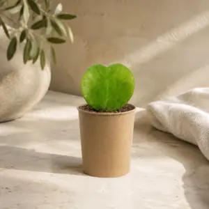 Hoya corazón en maceta de papel kraft.