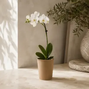 Orquídea mini blanca en maceta kraft personalizable.
