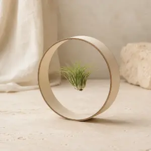 Planta del aire suspendida en un marco circular de cartón.