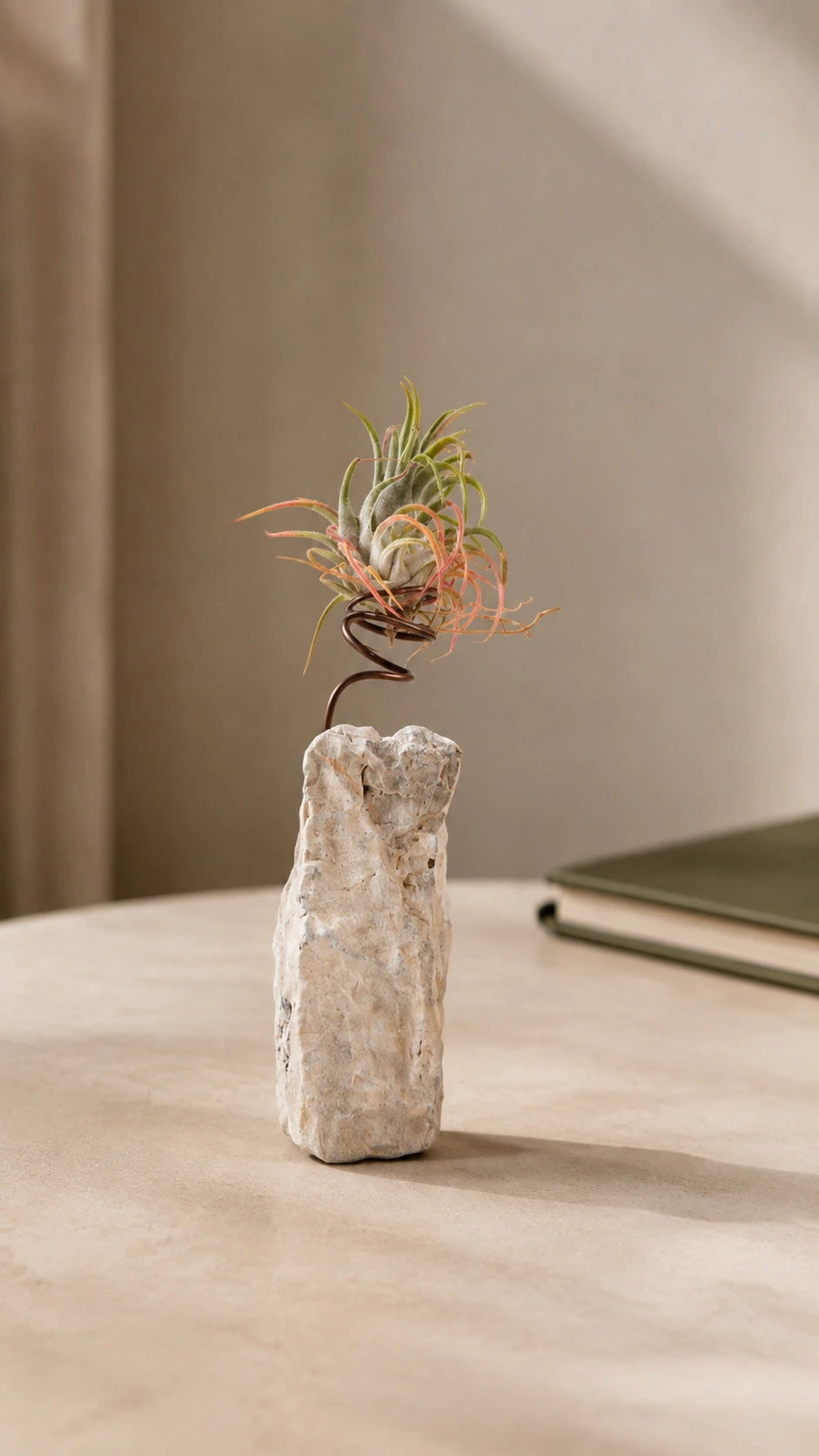Planta del aire sobre piedra en un escritorio luminoso.