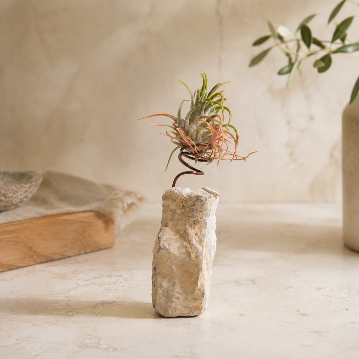 Planta del aire sobre soporte de piedra natural.