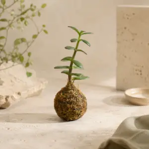Kokedama de suculenta con bola de musgo y cordel.